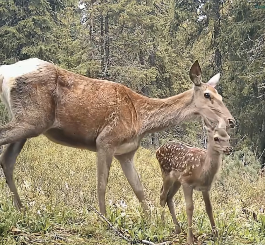 Imaginile zilei: Adevăratul Bambi, surprins alături de mama sa grijulie într-o pădure din România 