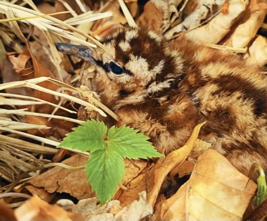  Maestrul camuflajului din pădurile noastre: Puiul de sitar, vedeta săptămânii 