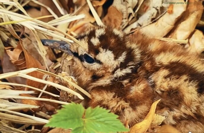  Maestrul camuflajului din pădurile noastre: Puiul de sitar, vedeta săptămânii 