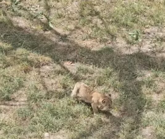 Micii regi ai savanei s-au născut la Zoo Târgoviște, atracția verii