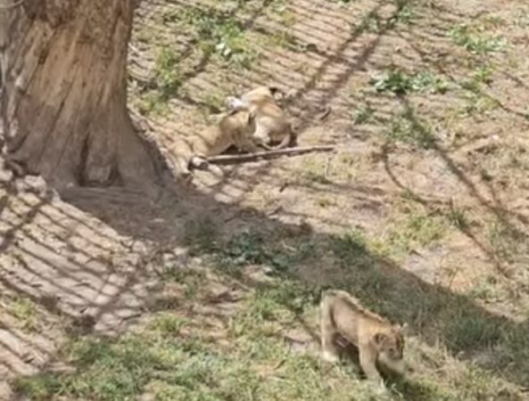 Micii regi ai savanei s-au născut la Zoo Târgoviște, atracția verii
