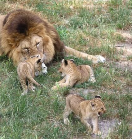 Micii regi ai savanei s-au născut la Zoo Târgoviște, atracția verii Micii regi ai savanei s-au născut la Zoo Târgoviște, atracția verii