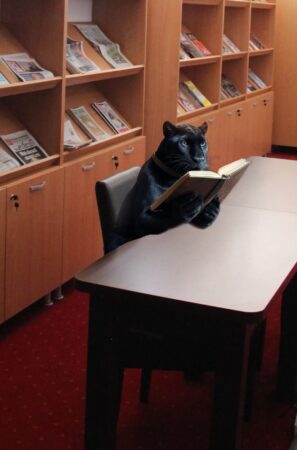 „Pantera neagră” devine subiect de glume și parodii: Biblioteca Județeană Dâmbovița a intrat în jocul viral