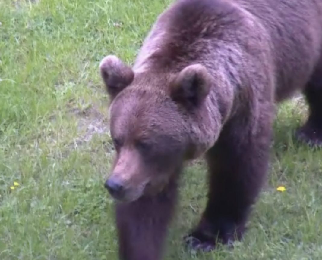 Urs în Iedera de Sus, mesaj RO-Alert transmis populației