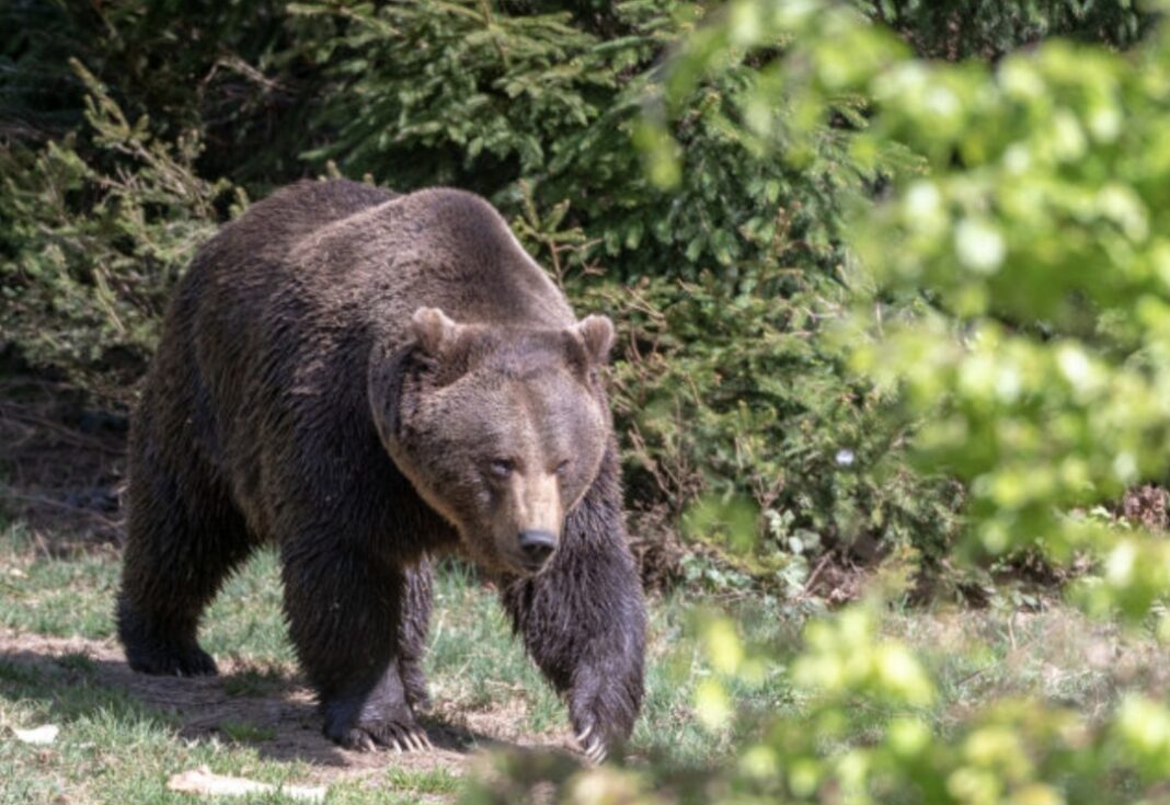  Urs semnalat în satul Colibași, comuna Iedera: Locuitorii au primit alertă RO-Alert