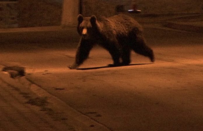Urs semnalat noaptea trecută în comuna Moroeni. Populația, alertată prin Ro-Alert Urs semnalat noaptea trecută în comuna Moroeni. Populația, alertată prin Ro-Alert