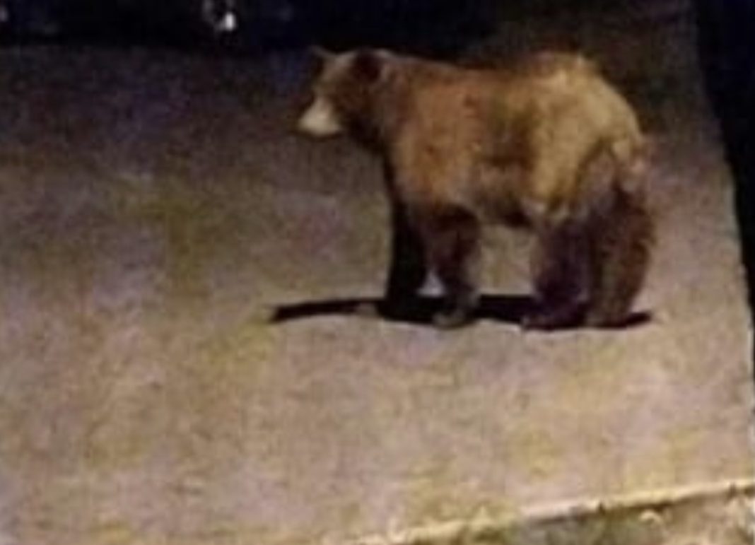 Urs semnalat la Moroeni, autoritățile au intervenit de urgență și a fost emis mesaj  RO-Alert, 