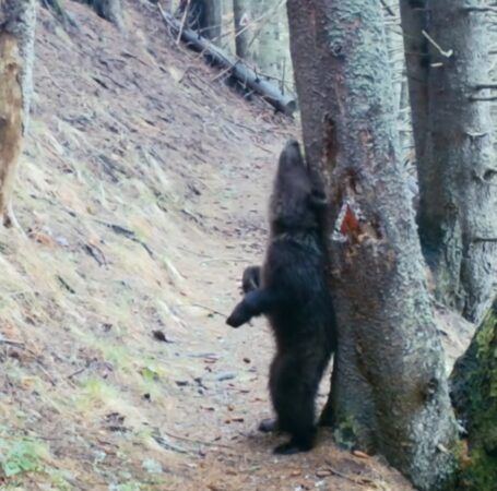 Urșii din Parcul Național Piatra Craiului fac spectacol în pădure, imitând pe celebrul Baloo Urșii din Parcul Național Piatra Craiului fac spectacol în pădure, imitând pe celebrul Baloo