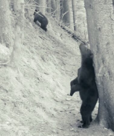 Urșii din Parcul Național Piatra Craiului fac spectacol în pădure, imitând pe celebrul Baloo