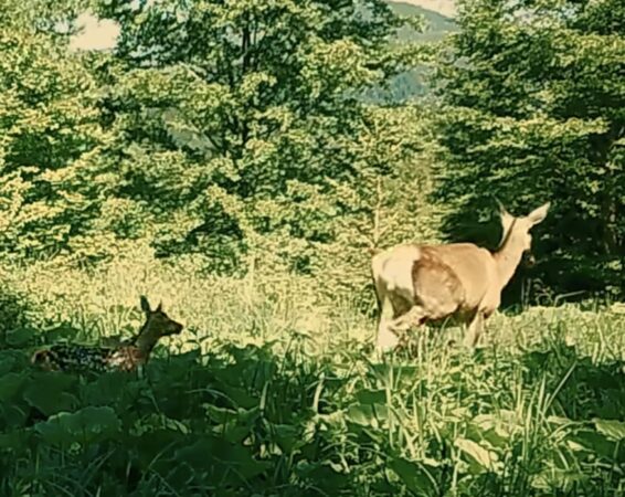Magia naturii, o ciută și puiul ei, simbol al vieții sălbatice