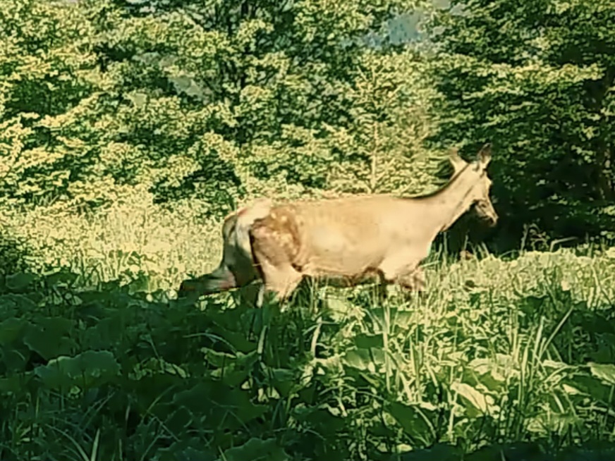 Magia naturii, o ciută și puiul ei, simbol al vieții sălbatice
