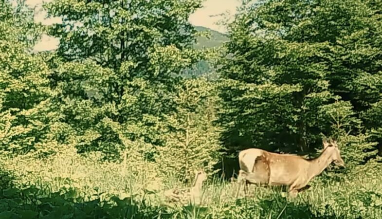 Magia naturii, o ciută și puiul ei, simbol al vieții sălbatice