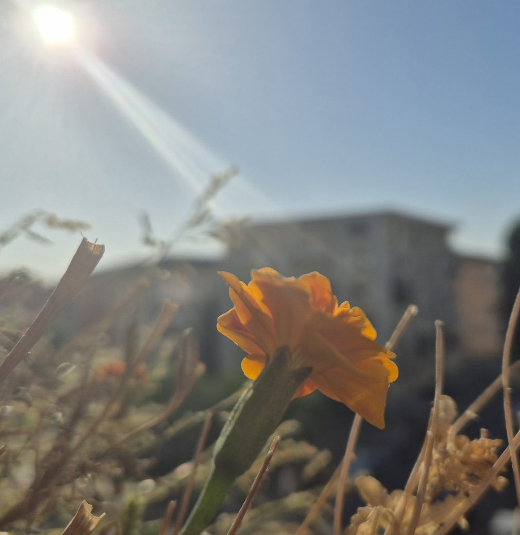 Județul Dâmbovița sub COD GALBEN de caniculă