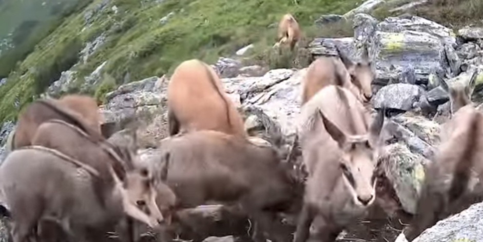 Imaginile zilei : De la primii pași la salturi pline de curaj, iezii de capră neagră fascinează iubitorii de natură 