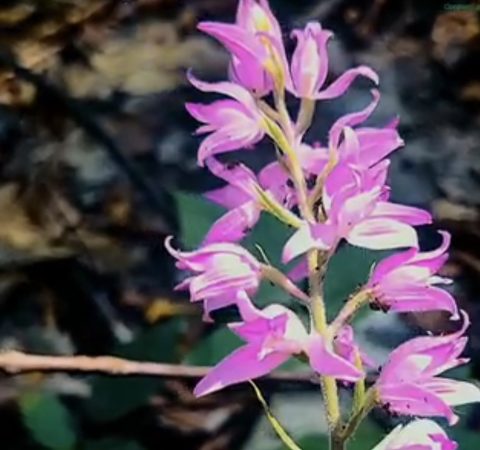 Dimineață cu parfum de munte Dimineață cu parfum de munte