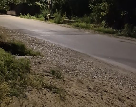 Gura Foii: Primăria face apel la comunitate pentru combaterea câinilor abandonați