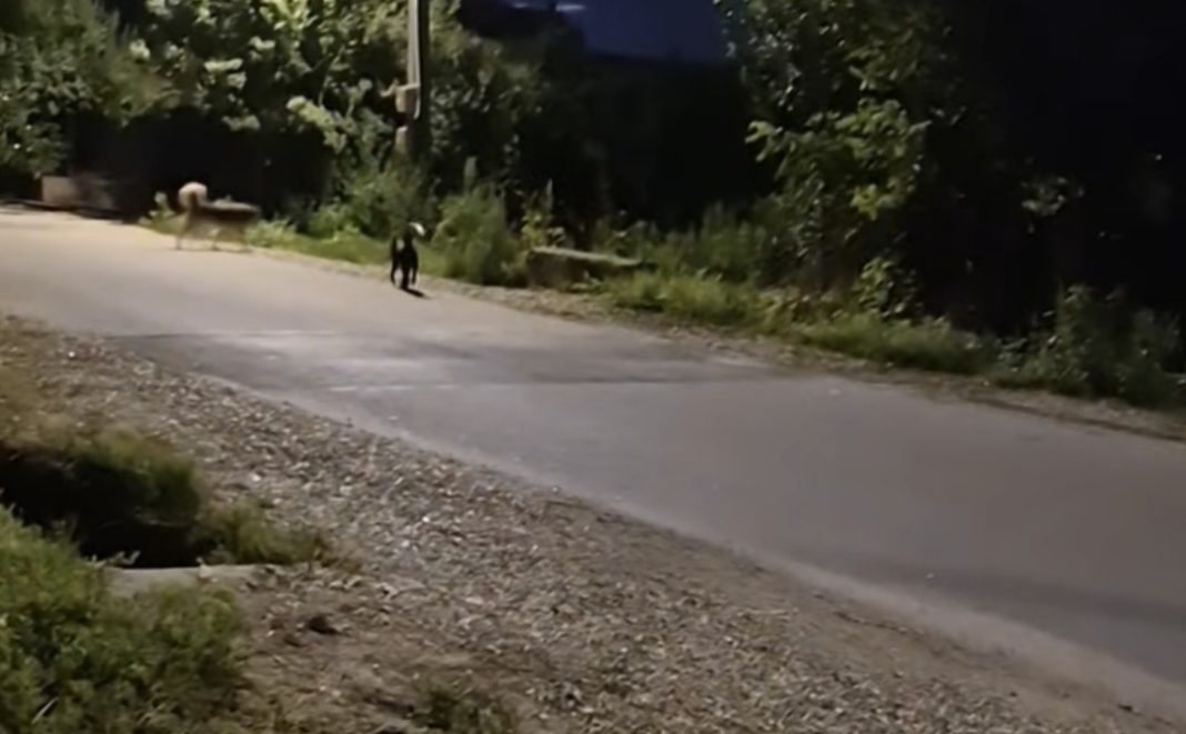 Gura Foii: Primăria face apel la comunitate pentru combaterea câinilor abandonați