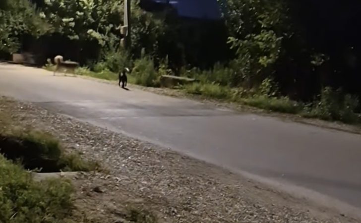 Gura Foii: Primăria face apel la comunitate pentru combaterea câinilor abandonați Gura Foii: Primăria face apel la comunitate pentru combaterea câinilor abandonați