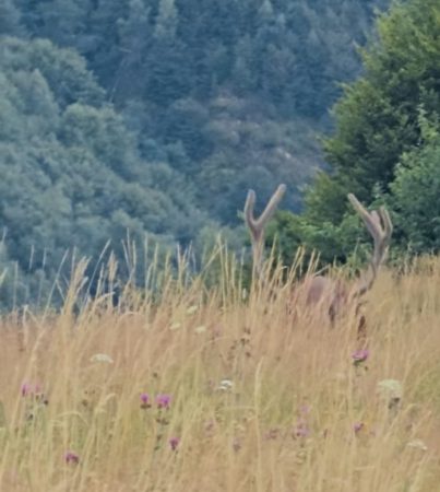 Imaginile zilei: O întâlnire magică cu un cerb 