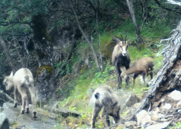 Imaginile zilei: Lecție de grijă și curaj din pădurile Parcului Național Defileul Jiului