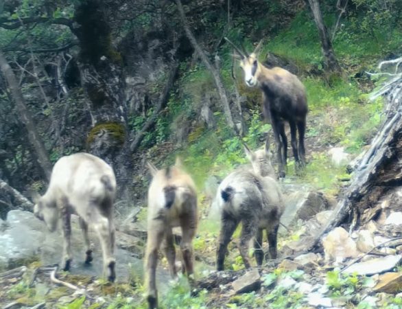 Imaginile zilei: Lecție de grijă și curaj din pădurile Parcului Național Defileul Jiului
