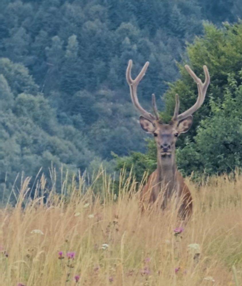 Imaginile zilei: O întâlnire magică cu un cerb 