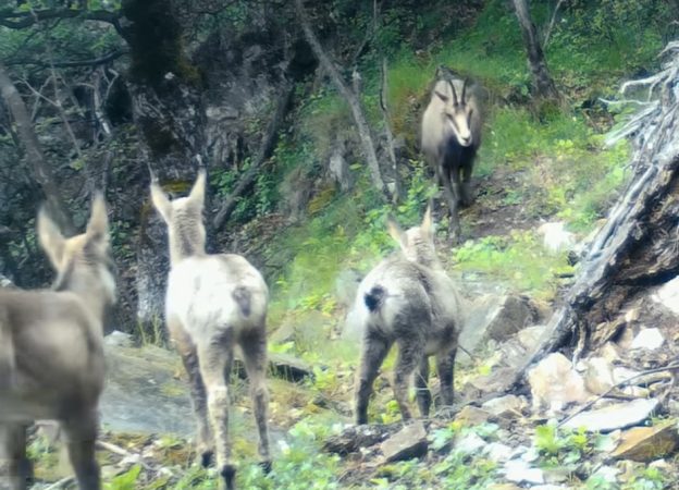 Imaginile zilei: Lecție de grijă și curaj din pădurile Parcului Național Defileul Jiului