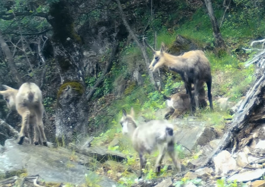 Imaginile zilei: Lecție de grijă și curaj din pădurile Parcului Național Defileul Jiului