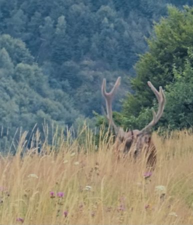 Imaginile zilei: O întâlnire magică cu un cerb 
