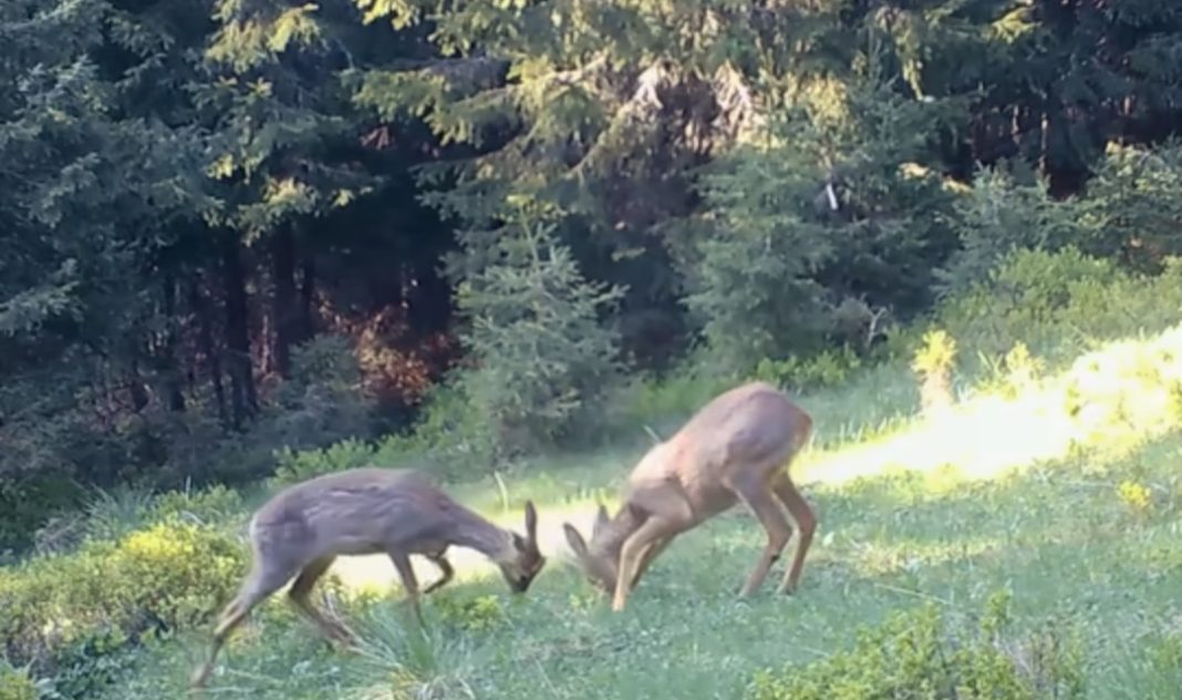 Imaginile zilei: Joaca căpriorilor, surprinsă în Parcul Național Retezat de rangerii Romsilva