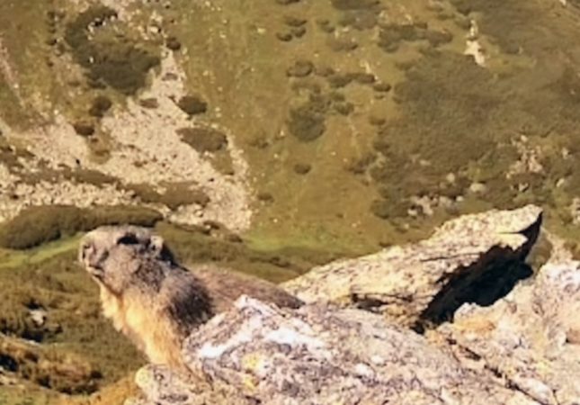 Imaginile zilei:Marmotă jucăușă surprinsă în Parcul Național Munții Rodnei Imaginile zilei:Marmotă jucăușă surprinsă în Parcul Național Munții Rodnei
