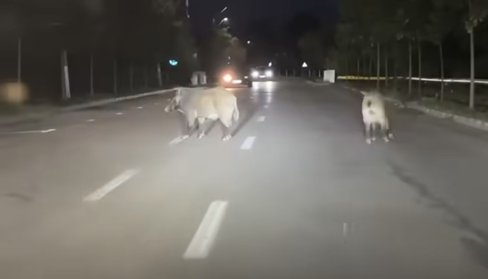 Noaptea trecută, doi mistreți au străbătut străzile orașului Titu