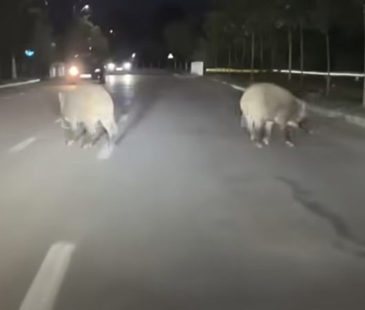 Noaptea trecută, doi mistreți au străbătut străzile orașului Titu