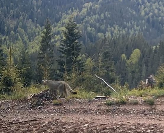 „Parada sălbatică” din pădurile României: Urs, mistreț și pisică sălbatică în rol principal