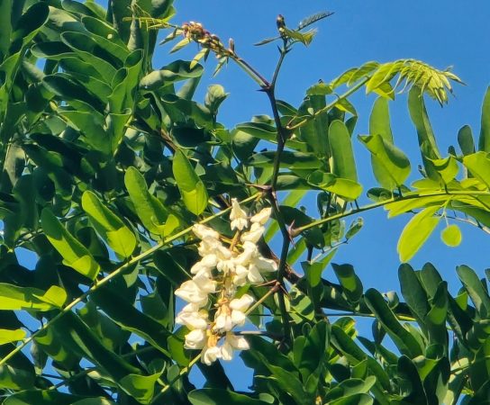 Anomalii: Salcâmul din pădurea Șturzeni a înflorit din nou, în ciuda înghețului din primăvară