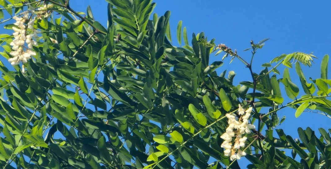 Anomalii: Salcâmul din pădurea Șturzeni a înflorit din nou, în ciuda înghețului din primăvară