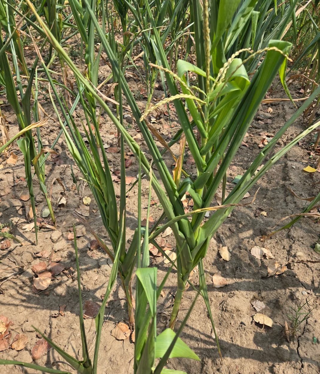 Situație critică pentru culturile de porumb din Dâmbovița: Seceta și temperaturile extreme amenință recoltele