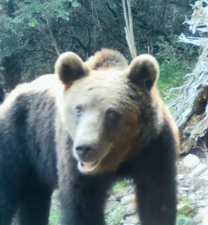 Imaginile zilei: Urs curios surprins de o cameră de monitorizare în Defileul Jiului