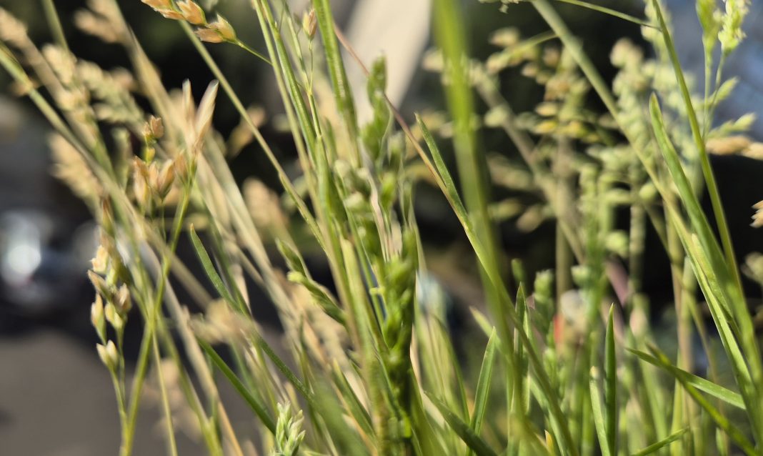 Val de căldură în Dâmbovița: Atenție la temperaturile ridicate și disconfortul termic