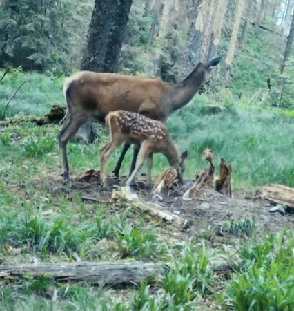 Imaginile zilei: O ciută își învață puiul să pășească în viață 