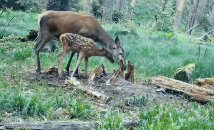 Imaginile zilei: O ciută își învață puiul să pășească în viață 