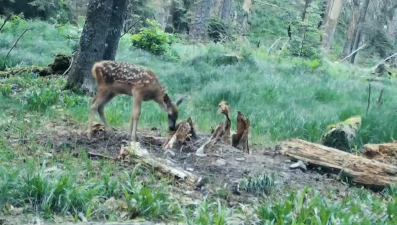 Imaginile zilei: O ciută își învață puiul să pășească în viață 
