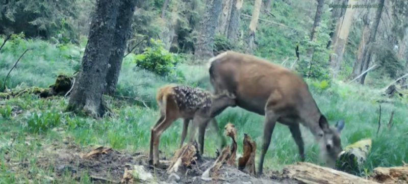 Imaginile zilei: O ciută își învață puiul să pășească în viață 