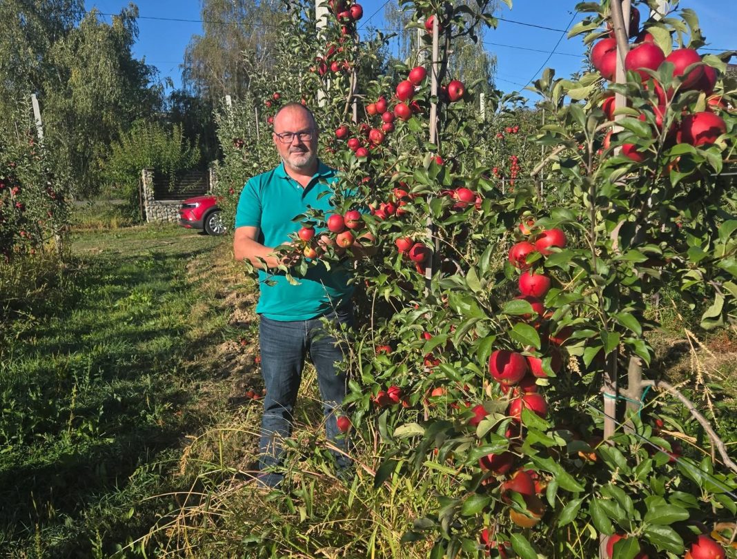 Mărul de Voinești, simbol al hărniciei și tradiției pomicole din Dâmbovița 
