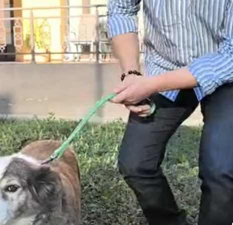 Primăria Târgoviște: Campanie gratuită de sterilizare a câinilor cu stăpân
