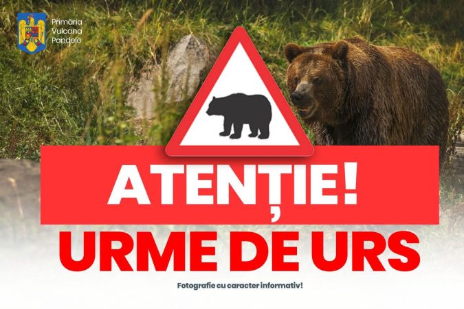 Atenție în pădurile din Vulcana-Pandele: urme de urs descoperite Atenție în pădurile din Vulcana-Pandele: urme de urs descoperite