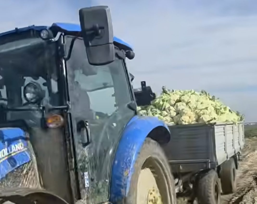 Legumele de sezon- Legumele de sezon își așteaptă cumpărătorii în Piața de Gros Lungulețu
