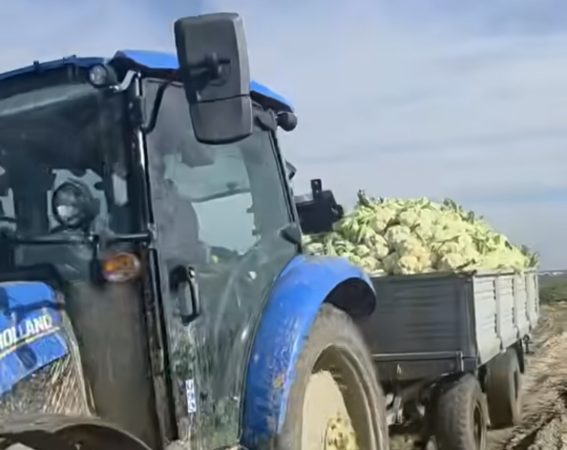 Legumele de sezon își așteaptă cumpărătorii în Piața de Gros Lungulețu Legumele de sezon își așteaptă cumpărătorii în Piața de Gros Lungulețu