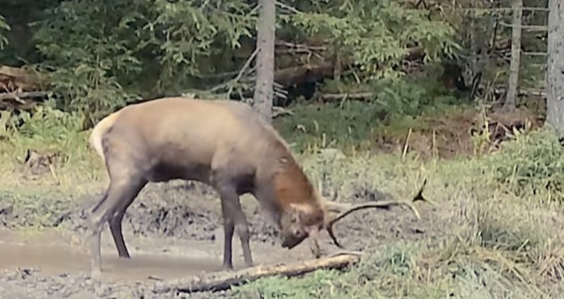 Mesajul zilei  – „eu sunt șeful!”:  Cerbul alfa intră în scenă,  spectacol și boncănit în pădurile României 