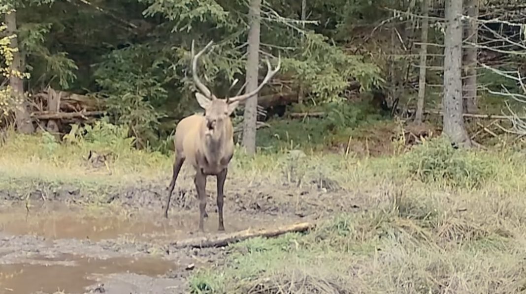 Mesajul zilei  – „eu sunt șeful!”:  Cerbul alfa intră în scenă,  spectacol și boncănit în pădurile României 